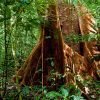 Quadro de Adriano Gambarini - Floresta Amazônica, Acre