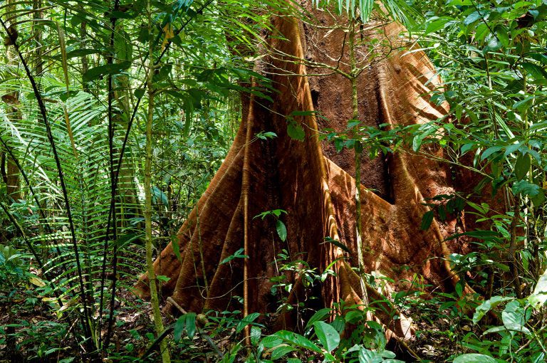 Quadro de Adriano Gambarini - Floresta Amazônica, Acre