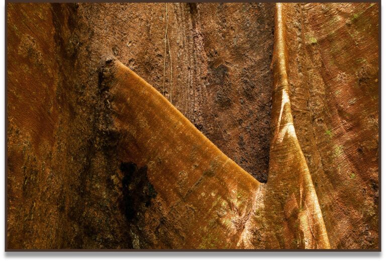 Vascular II, 2017, Amazônia, Brasil