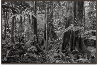 Matta I, 2017, Amazônia, Brasil