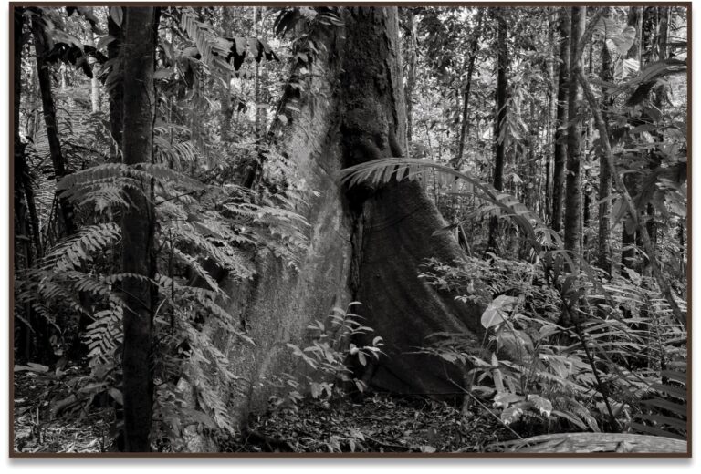 Matta II, 2017, Amazônia, Brasil