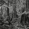 Quadro Adriano Gambarini - Floresta Amazônica, Amazonas
