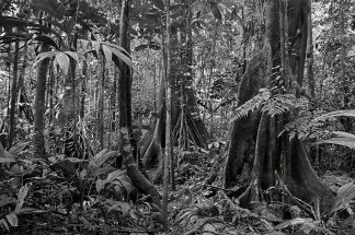 Quadro Adriano Gambarini - Floresta Amazônica, Amazonas