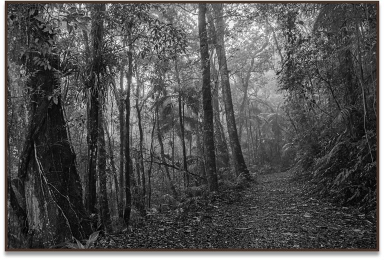 Matta III, 2010, Mata Atlântica, Brasil