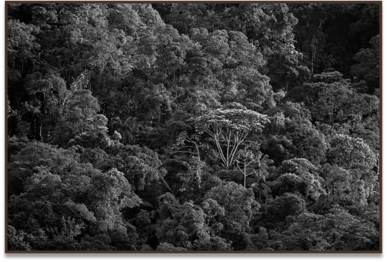 Matta V, 2012, Mata Atlântica, Brasil