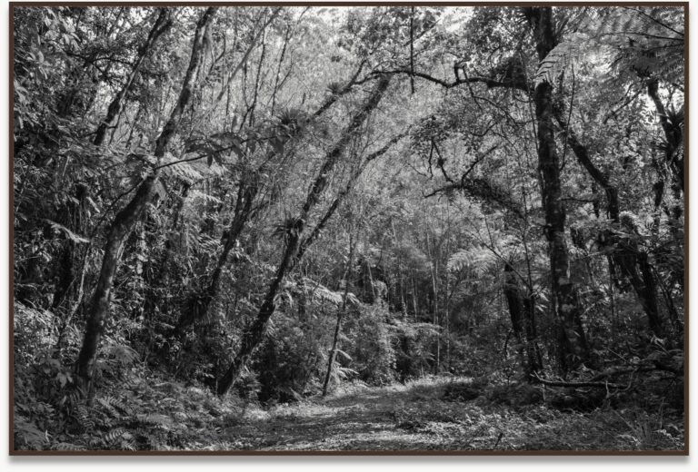 Matta VII, 2012, Mata Atlântica, Brasil