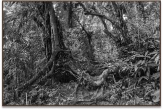 Matta VIII, 2012, Mata Atlântica, Brasil