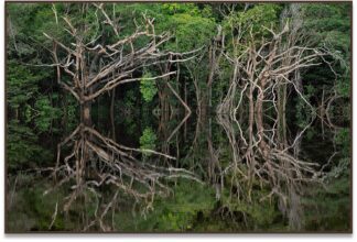 Geminus I, 2020, Rio Negro, Amazônia, Brasil