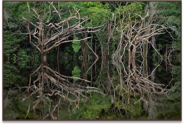 Geminus I, 2020, Rio Negro, Amazônia, Brasil