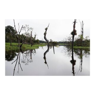 Um belo registro de Gambarini sobre a Floresta Amazônica e seu encontro com o Rio Xeruã, que faz parte de sua série “Geminus”.

Em latim, a palavra significa “gêmeo, duplicado, igual”, como a escala e repetição dos elementos que contemplam a floresta ao se encontrarem com o rio.

Adriano Gambarini
“Geminus 2” 
Amazônia, 2013
Ref: AGA011

Veja o acervo completo em: 
www.constancegaleria.com

#ConstanceGaleria #AdrianoGambarini #FlorestaAmazonica #RioXerua #Amazonia